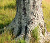 lichen trunk